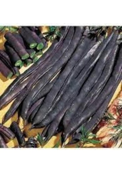 50 Adet Tohum Nadir Organik Erkenci Olive Bean Siyah Fasulye Kara Fasulye Tohumu Saksı Toprak fiyatları