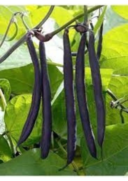 50 Adet Tohum Nadir Organik Erkenci Olive Bean Siyah Fasulye Kara Fasulye Tohumu Saksı Toprak modelleri