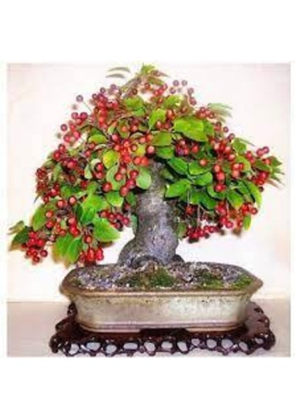 Tohum Bodur Bonsai Napolyon Kiraz Ağacı Tohumu 5 Adet