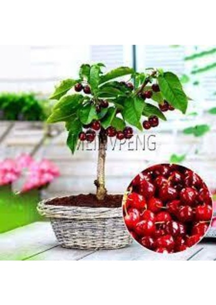 Tohum Bodur Bonsai Napolyon Kiraz Ağacı Tohumu 5 Adet fiyatları