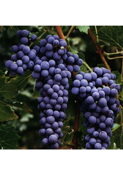 30 Adet Tohum Organik Siyah Asma Üzüm Tohum Adana Pozantı Bal Siyah Üzüm Tohumu Saksı Toprak