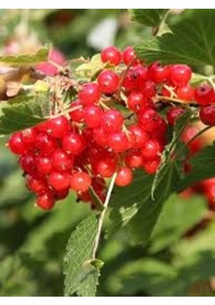 100 Adet Tohum Organik Kırmızı Gilaburu Ağaç Tohumu Faydalı Şifalı Bitki Meyve Tohumu fiyatları