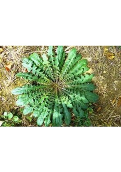 300 Adet Tohum Nadir Hindiba Tohumu Hindi Bağı Tohumu Sürpriz Hediye Tohumludur