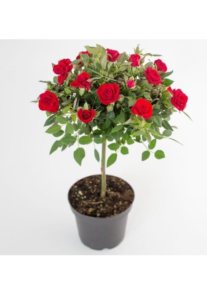 15 Adet Tohum Kırmızı Gül Ağaç Tohumu Saray Bahçe Gülü Tohumu Saksılık Saksı Toprak