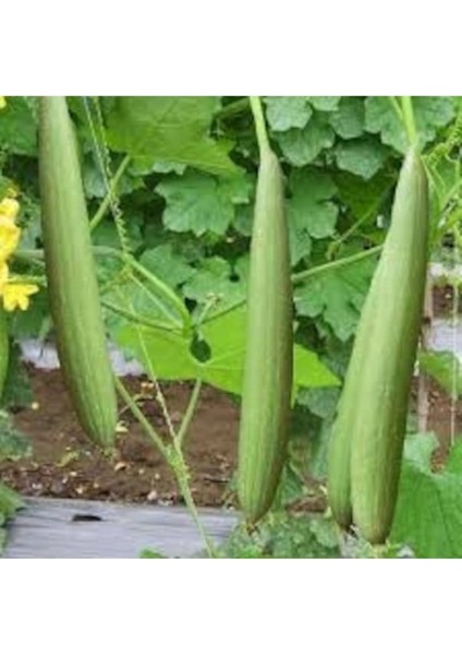 150 Adet Tohum Nadir Hatay Lif Kabağı Tohumu Organik Sünger Kabağı Tohumu Hediye Tohumlu