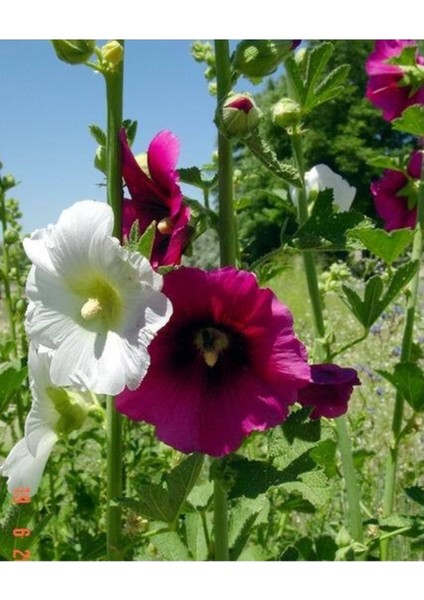 20 Adet Tohum Nadir Karışık Renkli Öksüz Kız Çiçeği Taze Hasat Mezarlık Kabir Çiçeği Tohumu