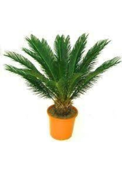 10 Adet Tohum Nadir Bulunan Skas Palmiye Ağacı Tohumu Sikas Ağacı Tohumu Cykas Japon Palmiye