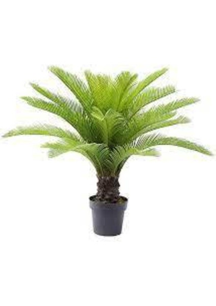 10 Adet Tohum Nadir Bulunan Skas Palmiye Ağacı Tohumu Sikas Ağacı Tohumu Cykas Japon Palmiye fiyatları