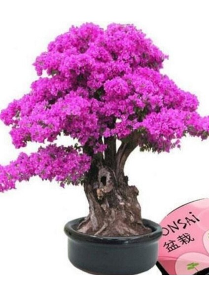 20 Adet Tohum Bodur Bonsai Pembe Erguvan Ağacı Bonzai Tohumu Saksı Toprak Hediyemizdir