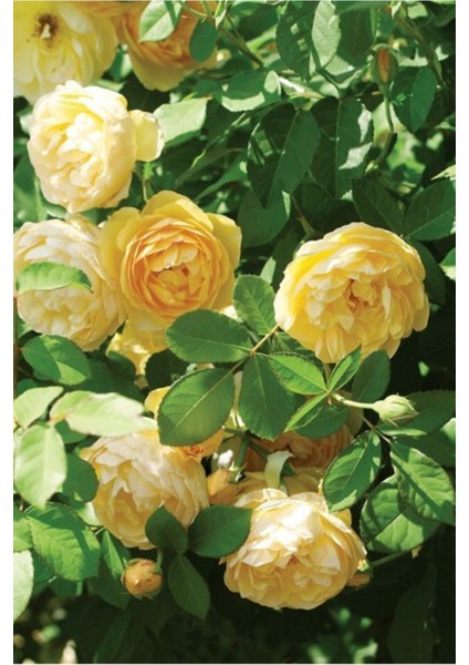 5 Adet Tohum Nadir Sarı Gül Tohumu Sarı Bahçe Gülü Organik Saksı Toprak Hediyemiz