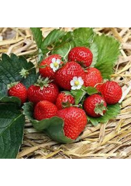 100 Adet Tohum Ithal Nadir Alman Çileği Sırık Çilek Ağacı Tohumu Ata Tohum