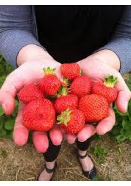 100 Adet Tohum Ithal Nadir Alman Çileği Sırık Çilek Ağacı Tohumu Ata Tohum fiyatları