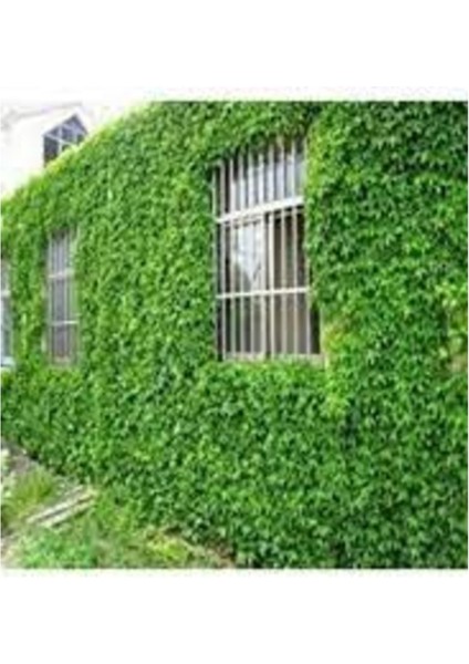 15 Adet Tohum Yeşil Amerikan Sarmaşık Sarmaşığı Tohumu Yeni Hasat Tohum