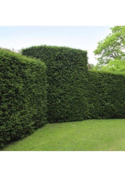 200 Adet Tohum Çit Mazı Tohumu Çit Mazısı Tohumu Mazı Organik Bahçe Tohumu Saksı Toprak Hediyemizdir