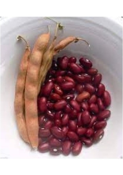 100 Adet Tohum Kırmızı Oturak Fasulye Tohumu Organik Hasat Hediye Tohumlu
