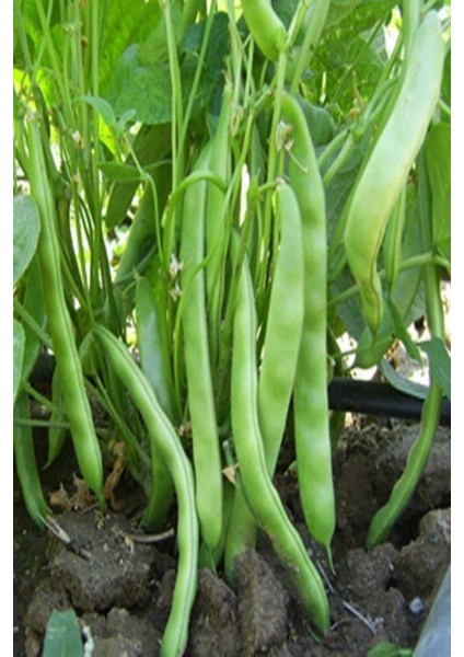 50 Adet Tohum Köy Eymen Oturak Erkenci Fasulye Tohumu Saksı Toprak Hediyemizdir