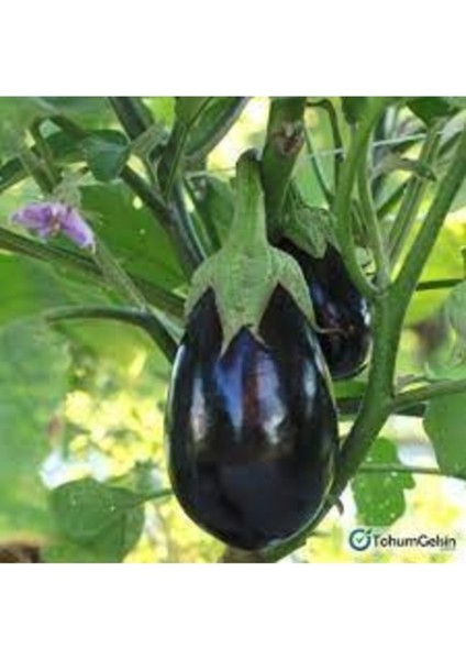 100 Adet Tohum Organik Hobi Balkon Dolmalık Patlıcan Tohum Kaliteli Taze Tohum Hediye Tohum fiyatları