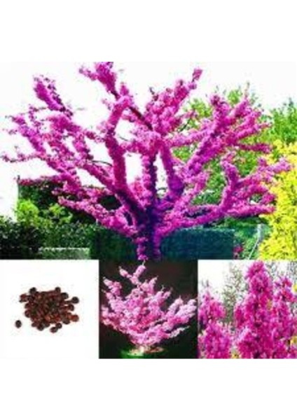 10 Adet Tohum Bodur Pembe Erguvan Ağacı Tohumu Ağaç Tohumu Sürpriz Hediye Tohum