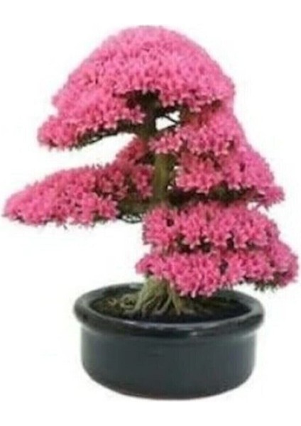 25 Adet Tohum Bodur Bonsai Pembe Erguvan Ağacı Bonzai Tohumu Organik Bahçe Saksı Toprak Hediyemizdir