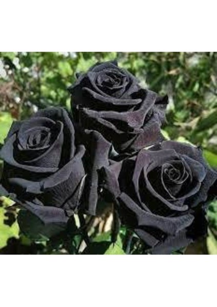 5 Adet Tohum Nadir Siyah Gül Tohumu Kara Gül Saksı Toprak Sürpriz Hediye fiyatları