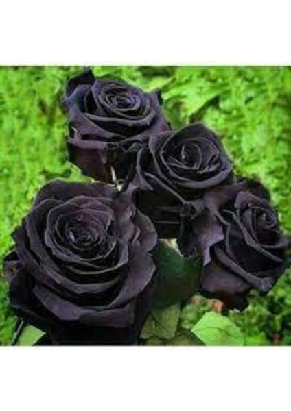 5 Adet Tohum Nadir Siyah Gül Tohumu Kara Gül Saksı Toprak Sürpriz Hediye modelleri