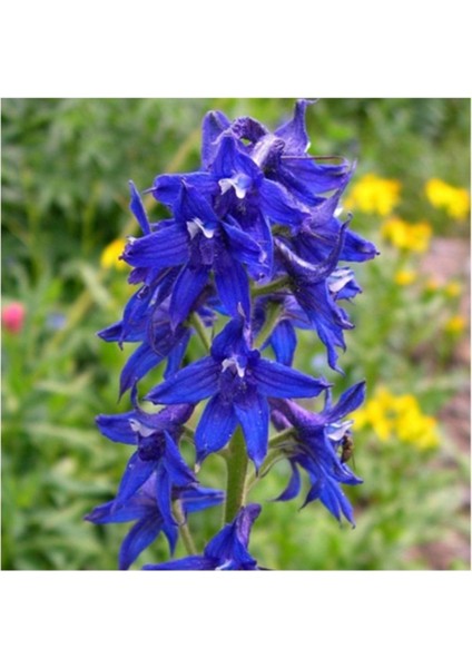 50 Adet Tohum Organik Mavi Hazeran Çiçeği Tohumu Mezarlık Kabir Çiçekleri