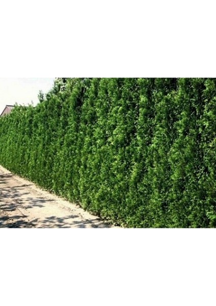 200 Adet Tohum Çit Mazı Ata Tohumu Organik Yeşil Duvar Çiti Tohum 4 Mevsim Yeşil fiyatları