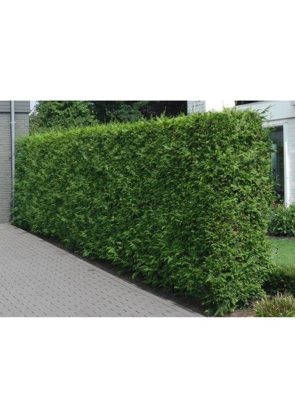 200 Adet Tohum Çit Mazı Ata Tohumu Organik Yeşil Duvar Çiti Tohum 4 Mevsim Yeşil modelleri