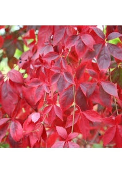 10 Adet Tohum Nadir Ithal Japon Sarmaşık Tohumu Duvar Sarmaşık Hediye Tohumlu modelleri