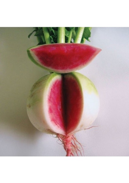 20 Adet Tohum Nadir Organik Karpuz Çin Turpu Turp Tohumu Saksı Toprak Hediyelidir