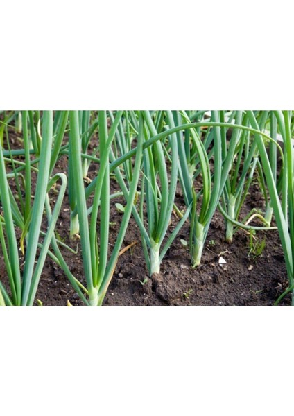 100 Adet Tohum Organik Bahçe Taze Firik Soğan Tohumu Acısız Taze Soğan Saksı Topraklı