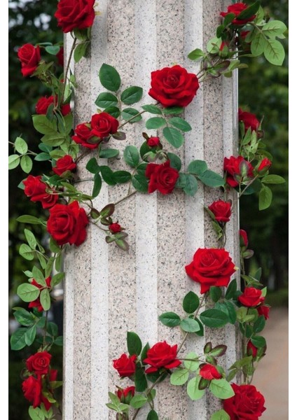 25 Adet Tohum Kırmızı Gül Sarmaşık Tohumu Sarmaşık Bahçe Gülü Saksı Toprak Hediyemizdir