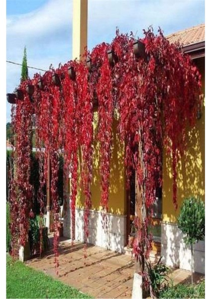 10 Adet Tohum Nadir Kırmızı Amerikan Sarmaşık Tohumu Kaliteli Taze Ithal Sarmaşık Tohumu Saksı Topra