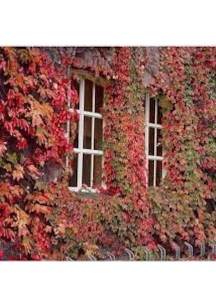 10 Adet Tohum Nadir Kırmızı Amerikan Sarmaşık Tohumu Kaliteli Taze Ithal Sarmaşık Tohumu Saksı Topra fiyatları