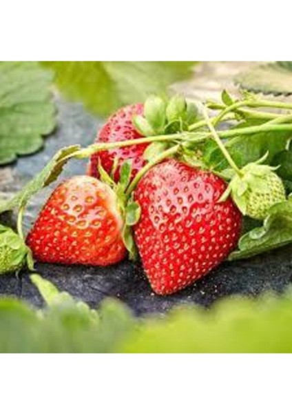 30 Adet Tohum Orjinal Organik Çilek Tohumu Doğal Çilek Tohum Köy Çileği Tohumu Sürpriz Kediye