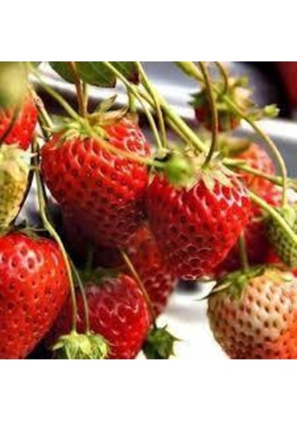 30 Adet Tohum Orjinal Organik Çilek Tohumu Doğal Çilek Tohum Köy Çileği Tohumu Sürpriz Kediye modelleri