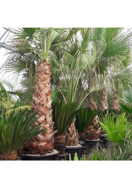 25 Adet Tohum Palmiye Ağacı Tohumu Washingtonia Filifera Süs Bitkileri Tohumları Organik Tohum