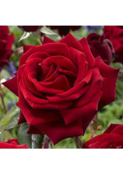 20 Adet Tohum Organik Hobi Bahçe Kırmızı Gül Ağaç Tohumu Saksı Topraklı