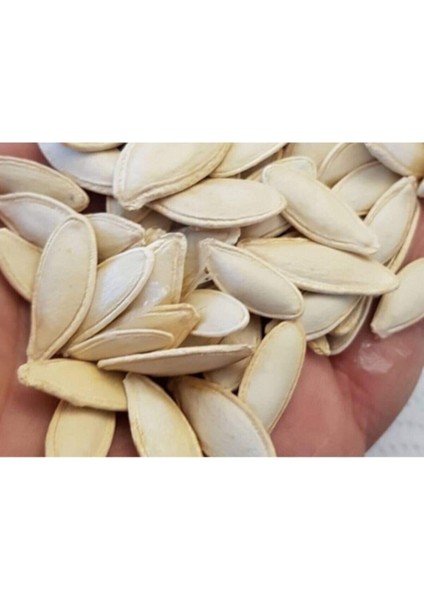 50 Adet Tohum Organik Tohum Taze Çekirdeklik Nevşehir Kabak Tohumu Kabak Çekirdeği Toh