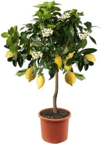 5 Adet Tohum Nadir Bonsai Mersin Limon Ağaç Tohumu Ata Tohum Saksı Toprak Hediye