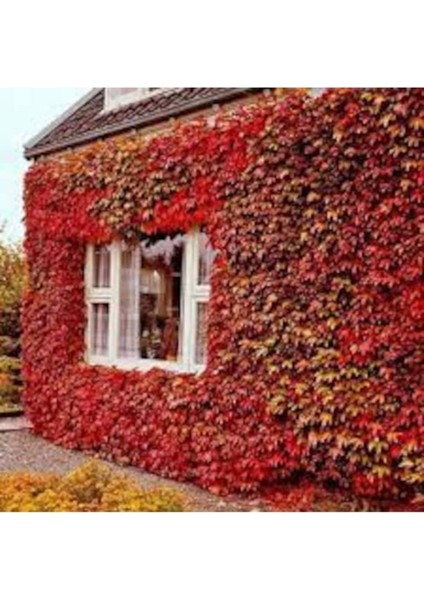 100 Adet Tohum Nadir Kırmızı Doğal Japon Sarmaşığı Köy Tohumu Taze Hasat