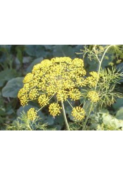 10 Adet Tohum Nadir Tarhana Otu Tohumu Organik Nadir Tarhana Otu Tohumu