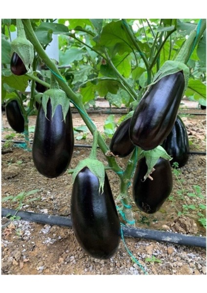 100 Adet Tohum Dolmalık Bostan Patlıcanı Tohumu Patlıcan Tohum Tohum Yerli Sürpriz Hediyeli