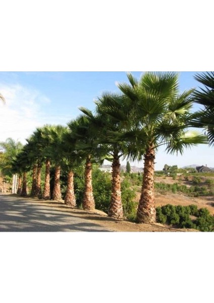 20 Adet Tohum Organik Dev Ege Palmiye Ağaç Tohumu Hediye Tohumlu fiyatları