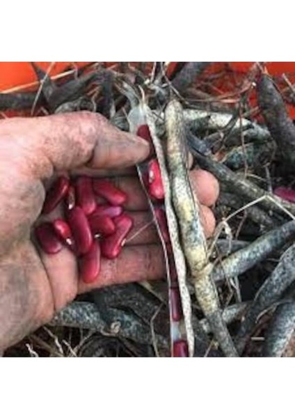 150 Adet Tohum Organik Hasat Kırmızı Oturak Köy Fasulye Tohumu Yayla Lezzetli Fasulye Tohumu