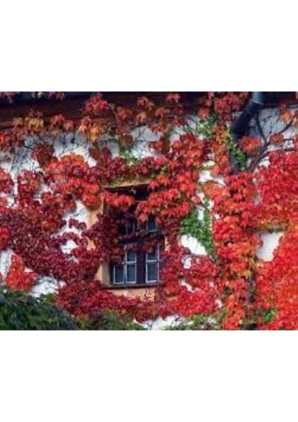 30 Adet Tohum Kırmızı Duvar Yeşil Sarmaşık Tohumu Hediye Tohumludur fiyatları