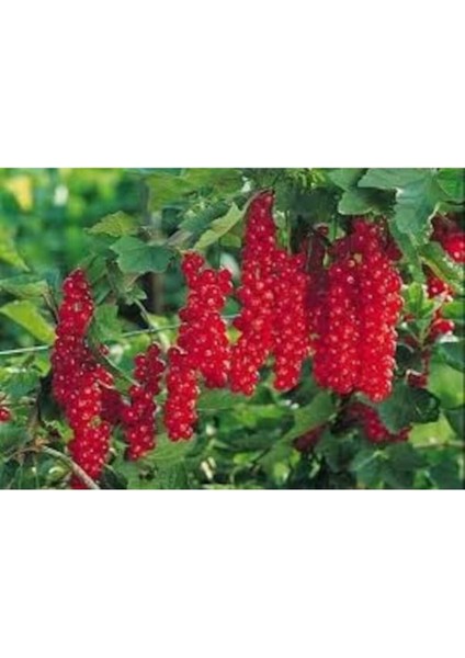 100 Adet Tohum Organik Gilaburu Gileboru Tohumu Hediye Tohumlu