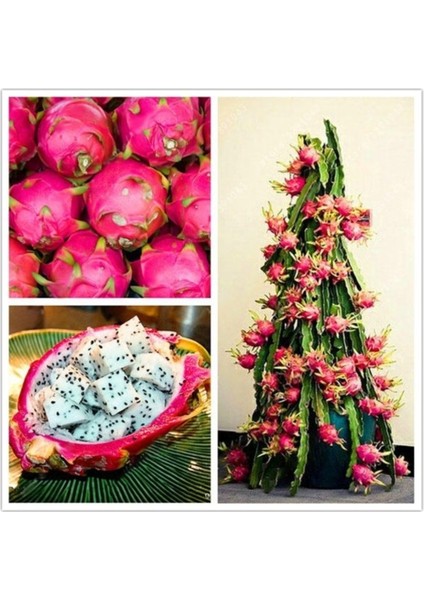 20 Adet Tohum Organik Hobi Bahçe Saksılık Pitaya Meyve Ağaç Tohumu Tropikal Meyve
