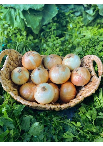 200 Adet Tohum Nadir Amasya Kışlık Kuru Soğan Tohumu Hediye Tohumludur