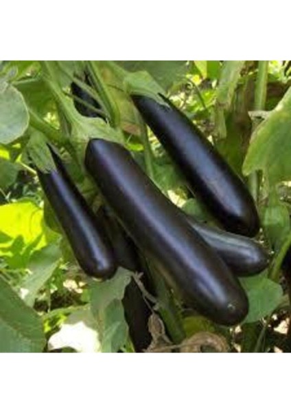 50 Adet Tohum Siyah Kemer Patlıcanı Tohum Patlıcan Tohum Sürpriz Hediye Sebze Tohum Uzun Patlıcan